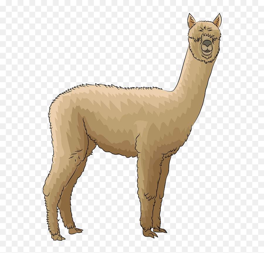 Alpaca Clipart - Transparent Alpaca Clipart Png,Alpaca Png