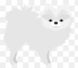 White Pomeranian U2013 Dogs In The News - Japanese Spitz Png,Pomeranian Png