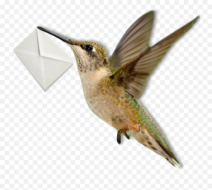 Download Hummingbird - Rubythroated Hummingbird Full Size Hummingbirds Png,Hummingbird Png