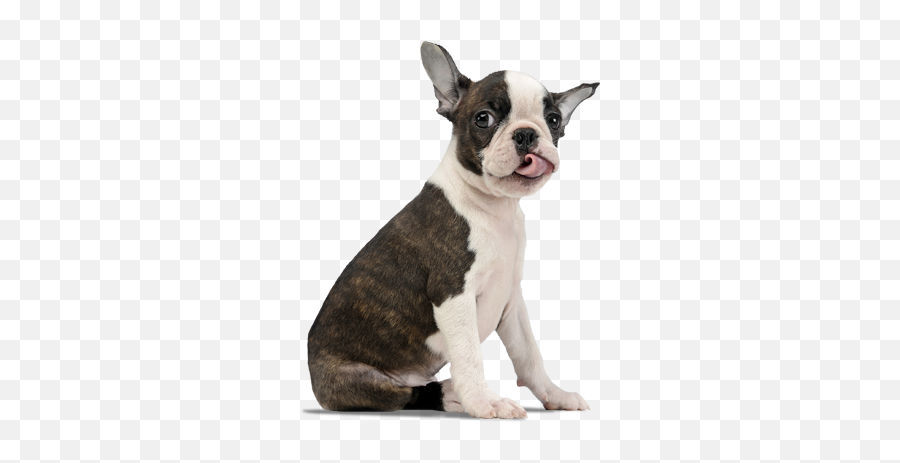 Boston Terrier Png Images In - Transparent Boston Terrier Png,Boston Terrier Png