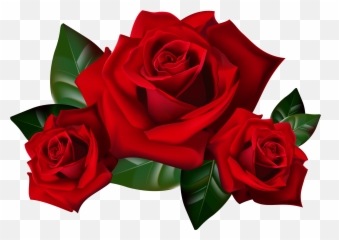 Clipart Roses High Resolution - Red Roses Clip Art Png,Real Rose Png