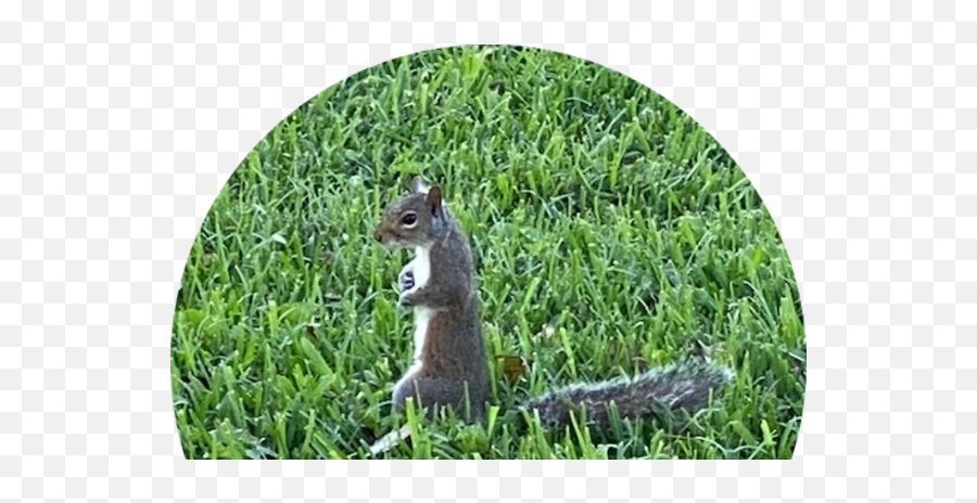 Regatta Pointe Condo 05 Condos For Sale And Rent - Eastern Gray Squirrel Png,Icon Condo Miami