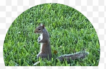 Regatta Pointe Condo 05 Condos For Sale And Rent - Eastern Gray Squirrel png