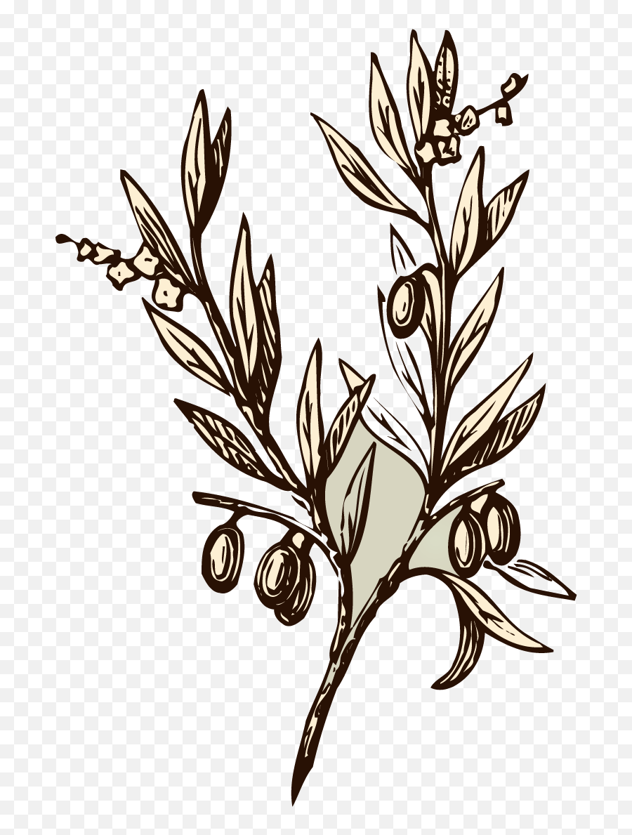 Vector Transparent Branch Almond - Olive Tree Olive Branch Transparent Background Png,Tree Branch Transparent Background