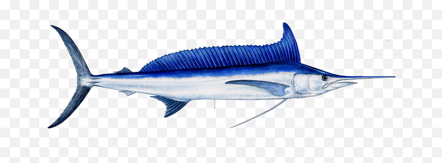 Sport Charter Fish - Aguja Imperial De 2 Metros Png,Needle Transparent