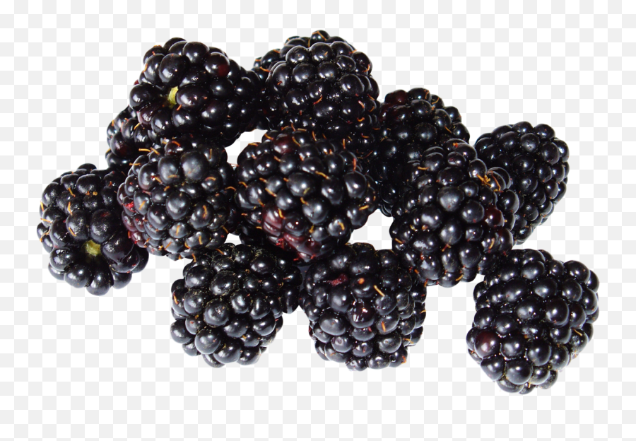 Berries Png And Vectors For Free - Black Raspberry Png,Berries Png