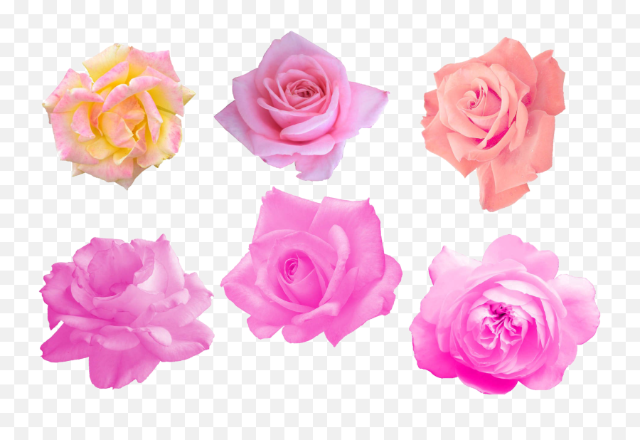 Pink Rose Png Image - Garden Roses,Pink Rose Png