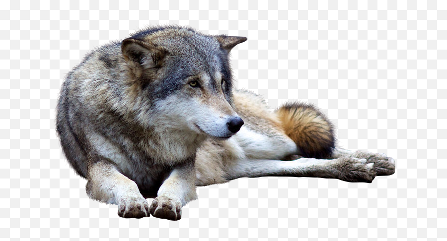 Download Hd Wolf Png Transparent Images - Wolf,Wolf Png