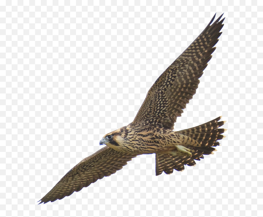 Falcon Png Picture - Peregrine Falcon Png,Falcon Png