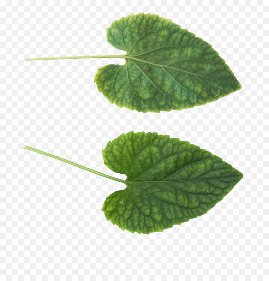 Les Verts Quittent Le Png Images À Télécharger - Crazypng Leaf Texture,Tree Leaves Png