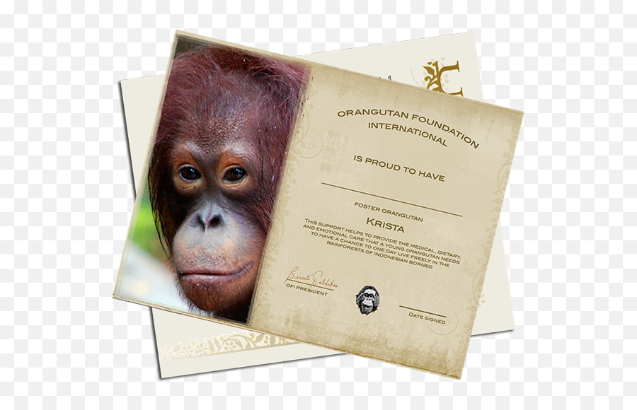 Download Orangutan Foundation International - Full Size Png Orangutan Foundation International,Orangutan Png