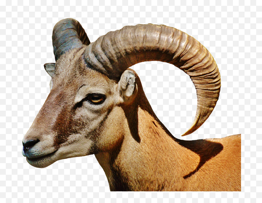 Aries Wild Free Running Wildlife - Free Photo On Pixabay Wild Goat Png,Aries Png