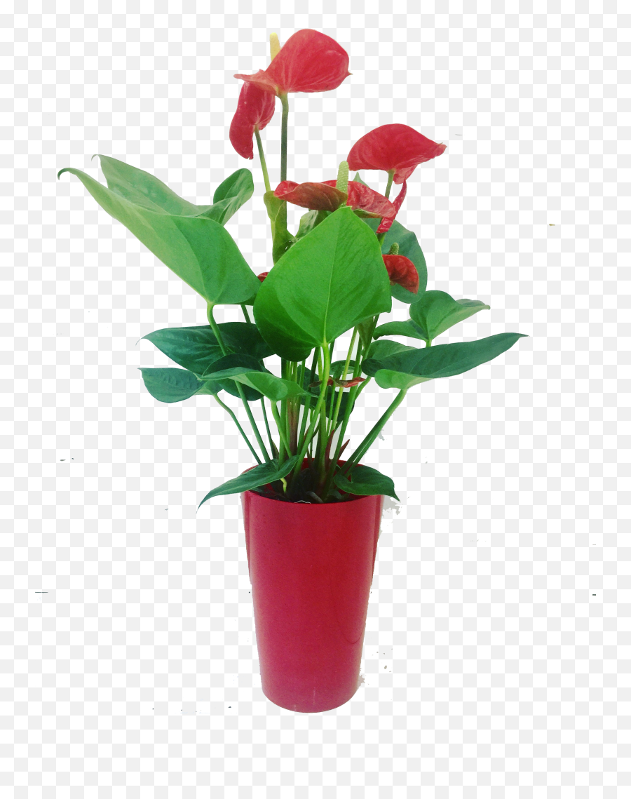 Download Flowerpot - Full Size Png Image Pngkit Flowerpot,Flower Pot Png