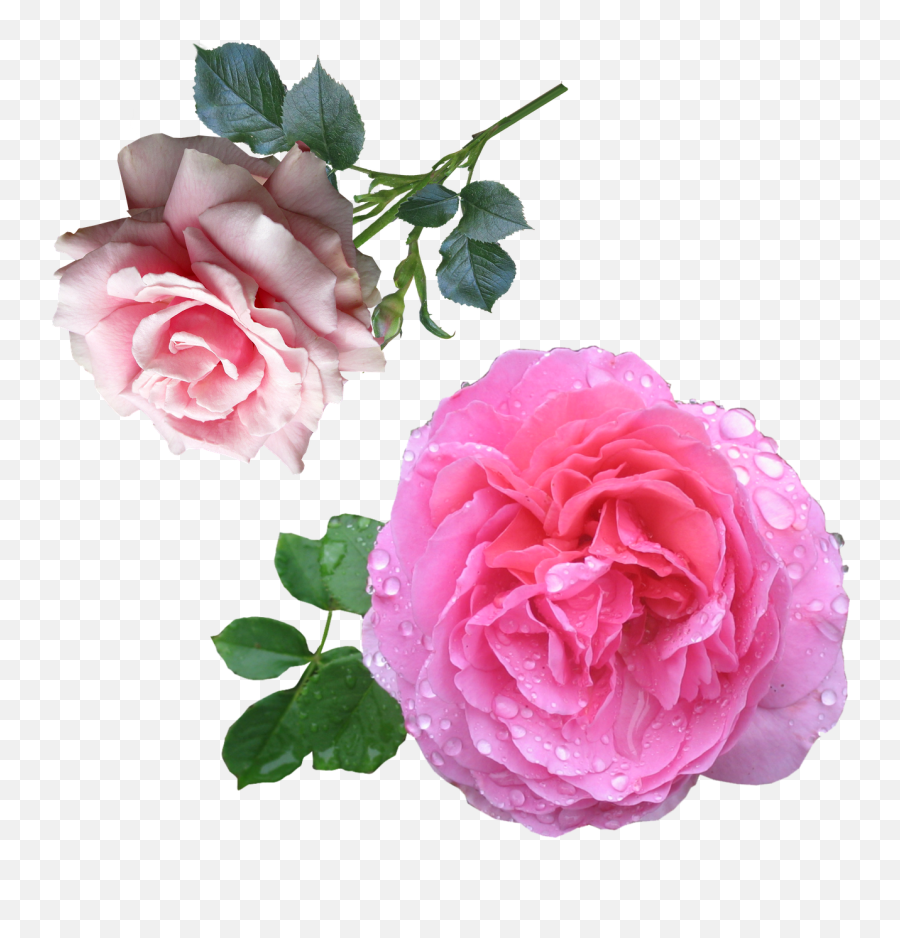 Tumblr Rose Png - Diy Perfume Rose Essential Oil Recipe,Pink Roses Png