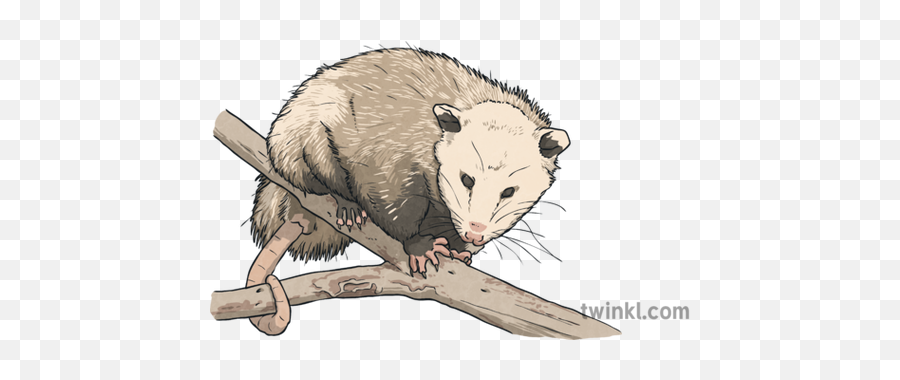 Virginia Opossum North Carolina Symbols - Opossum In Carolinian Woodlands Png,Opossum Png