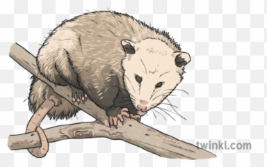 Virginia Opossum North Carolina Symbols - Opossum In Carolinian Woodlands Png,Opossum Png