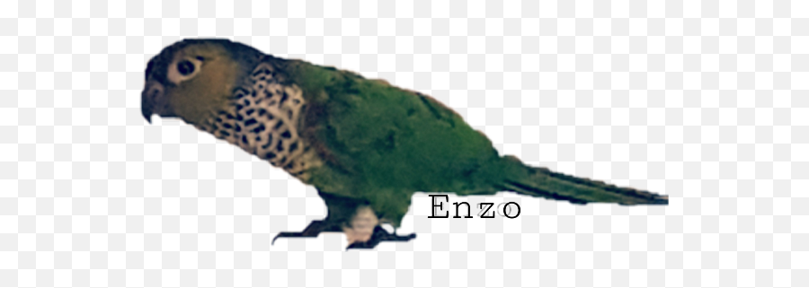 Download Hd Enzo Freetoedit - Parrot Transparent Png Image Parrot,Parrot Transparent