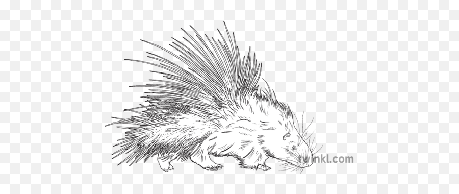 Porcupine Animal Mammal Quills Prickly Defense Nature Mps - New World Porcupine Png,Porcupine Png
