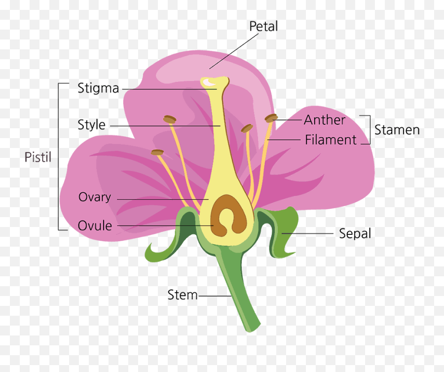Parts Of A Flower And Their Functions With Diagram Green - Diagram Parts Of A Flower Png,Real Flower Png