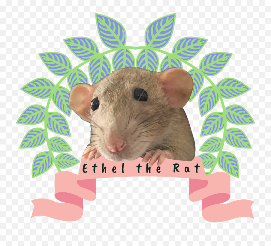 Ethel The Rat - Home Mouse Png,Rat Transparent