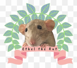 Ethel The Rat - Home Mouse Png,Rat Transparent