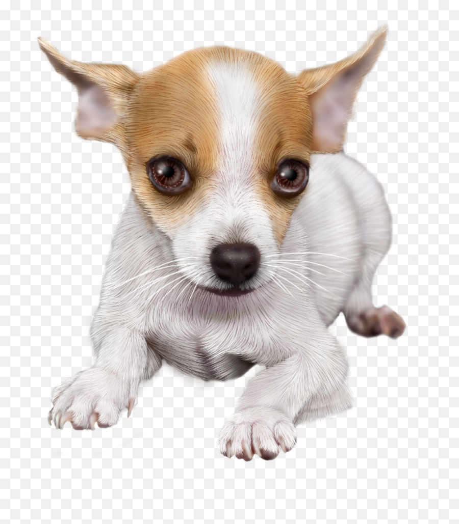 Download Chihuahua Sticker - Chihuahua Toy Fox Terrier Png,Chihuahua Png