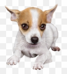 Download Chihuahua Sticker - Chihuahua Toy Fox Terrier Png,Chihuahua Png