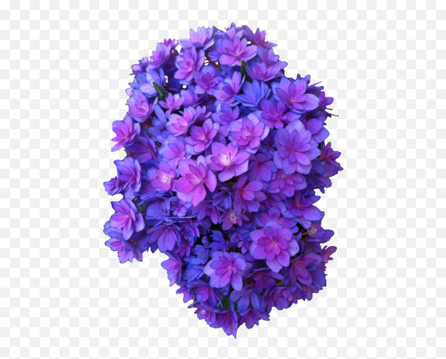 Purple Flowers Transparent - Purple Flowers Transparent Background Png,Purple Flowers Png