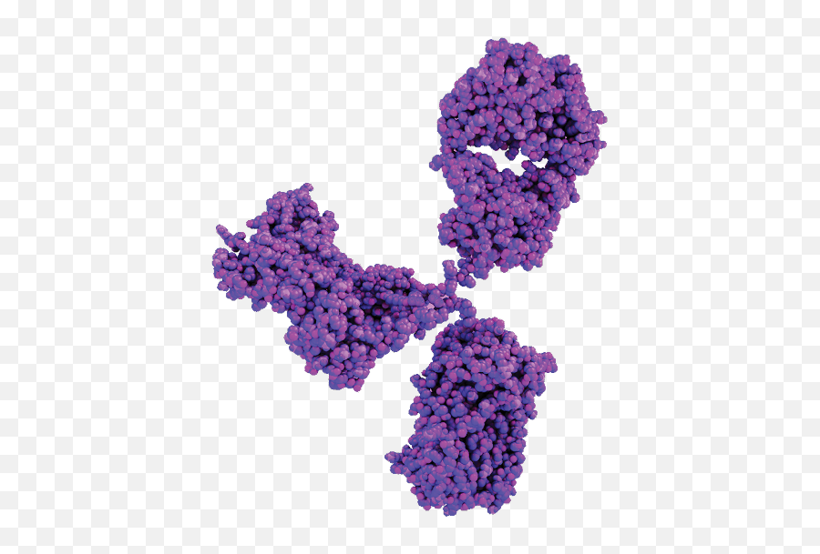 The Antibody Discovery Specialist - Model Antibody Ball And Stick Png,Antibody Png