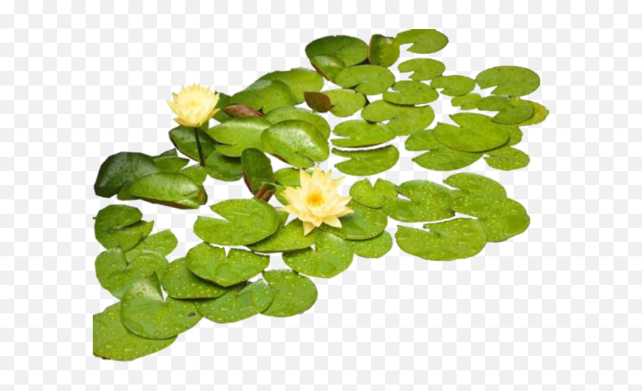 Png Nature Lilypad Freetoedit - Lily Pads Transparent Background,Lily Pad Png