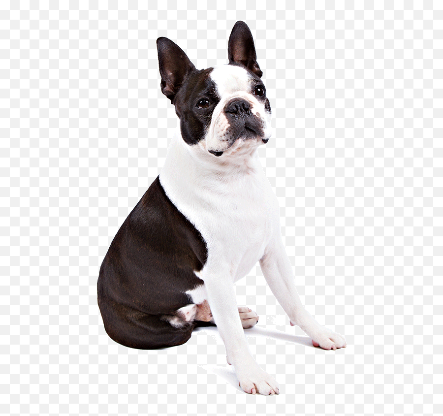 Boston Terrier Dog Breed Information - Terrier Png,Boston Terrier Png