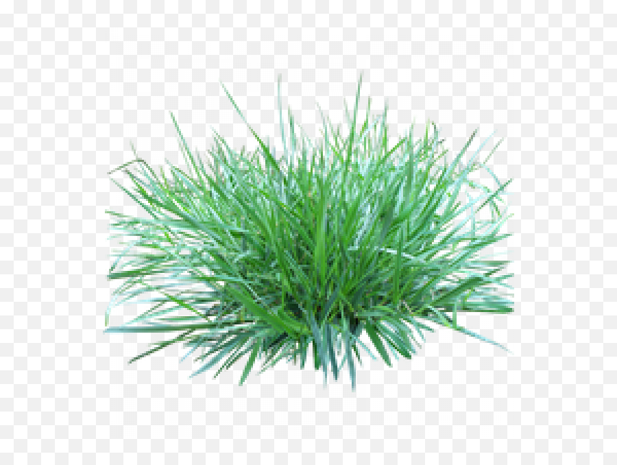 Fountain Grass Png Transparent Images - Transparent Background Small Grass Png,Fountain Grass Png
