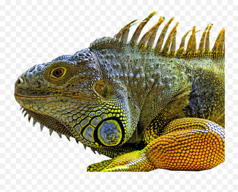 Lizard Png - Chameleon Iguana,Lizard Transparent