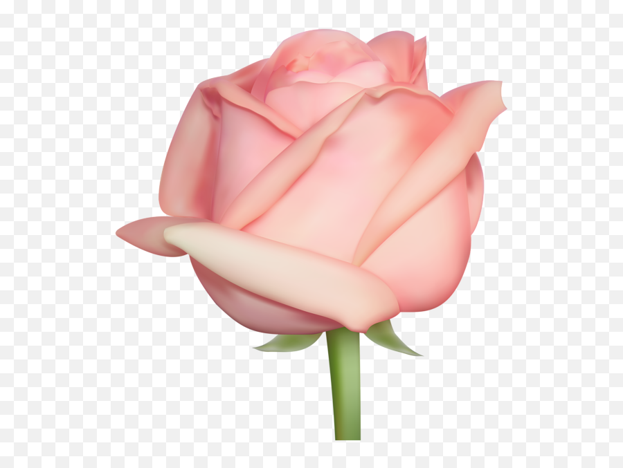 Rose Png Flower Images Free Download - Real Pink Rose Png,Real Rose Png