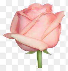 Rose Png Flower Images Free Download - Real Pink Rose Png,Real Rose Png