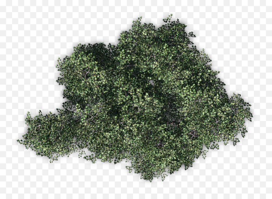 Trees From Above Transparent Png - Tree From Above Png,Tree From Above Png