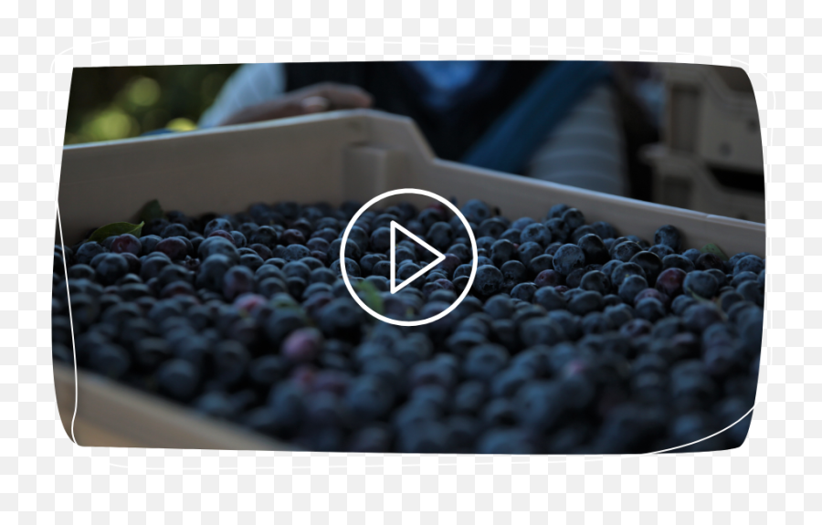 Blueberries - Superfood Png,Blueberries Icon