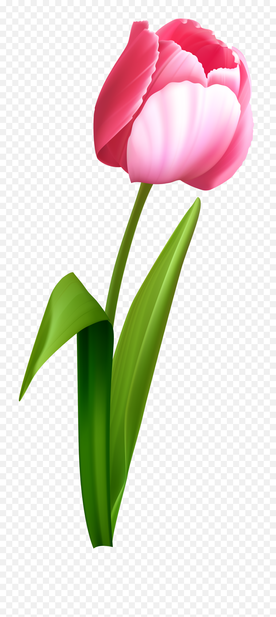 Download Transparent Pink Roses Bouquet - Transparent Background Tulip Clip Art Png,Tulip Transparent
