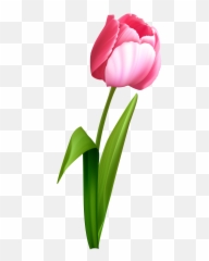 Download Transparent Pink Roses Bouquet - Background Tulip Clip Art png