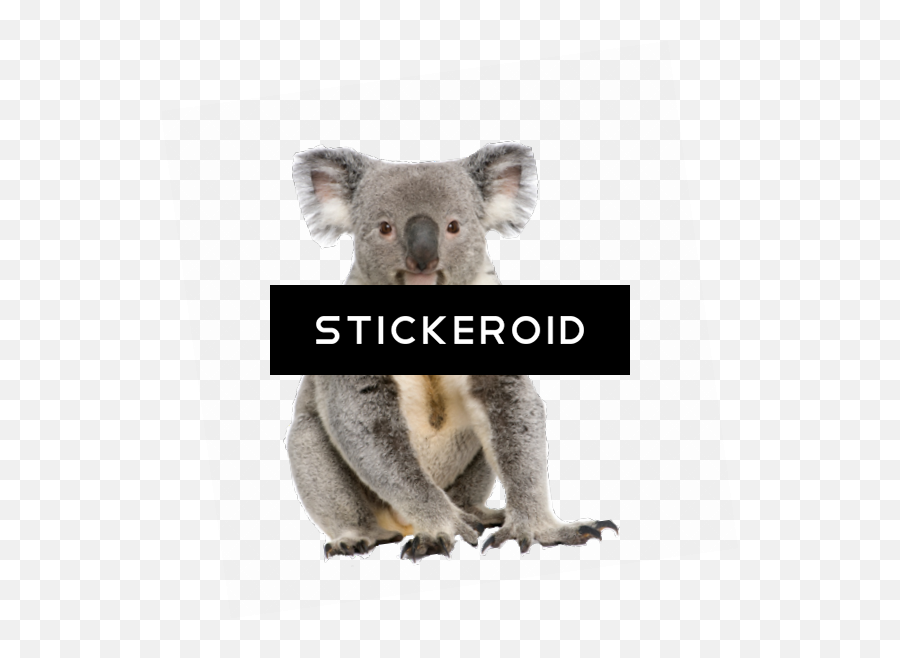 Download Koala Png Image With No Background - Pngkeycom Imagen De Un Koala,Koala Png
