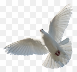 Download Hd Reno Holy Spirit Santos - Pomba Espirito Santo Png,Paloma Png