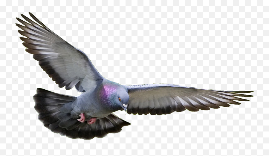 Pigeon Dove Png Transparent - Flying Pigeon Transparent Background,Dove  Transparent - free transparent png images 