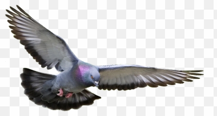 Pigeon Dove Png Transparent - Flying Background