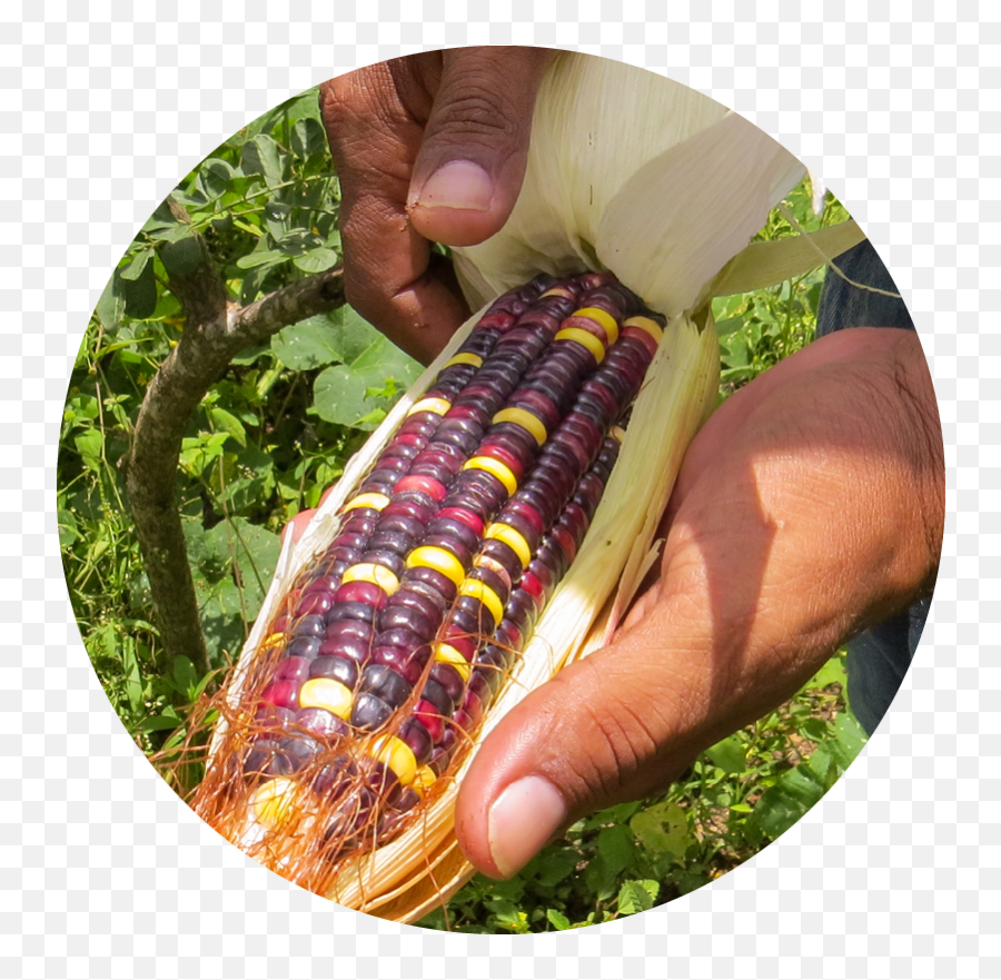 Sos Scale - Up Program Seedchange Seedchange Png,Purple Corn Icon