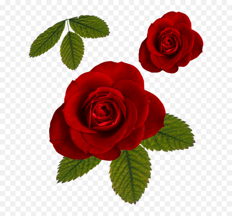 Leaf Roses Png 39877 - Free Icons And Png Backgrounds Rose And Leaf Png,Red Rose Png