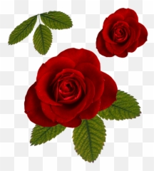Leaf Roses Png 39877 - Free Icons and PNG Backgrounds Rose And Png