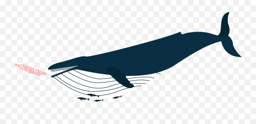 Baleen Design - Clip Art Png,Humpback Whale Png