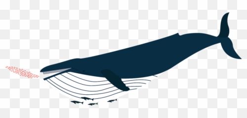 Baleen Design - Clip Art Png,Humpback Whale Png
