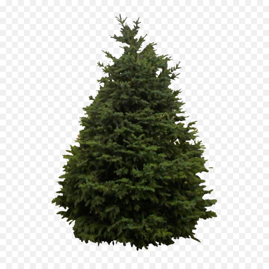 Source - Www Wpclipart Com Bare Christmas Tree Png Pine Evergreen Png,Bare Tree Png