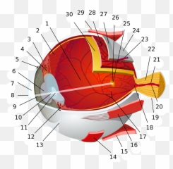 Drawing Veins Eye Picture 1056844 - Diagram Of The Eye png